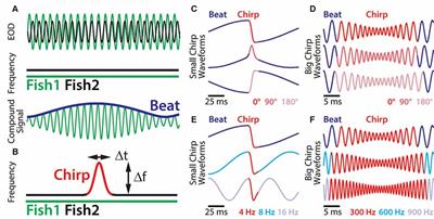 Encoding and Perception of Electro-communication Signals in Apteronotus leptorhynchus